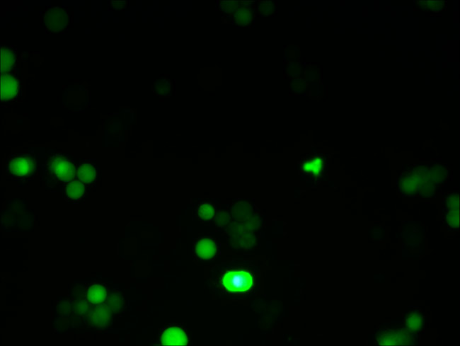 圖森在腫瘤醫院拍攝的照片3