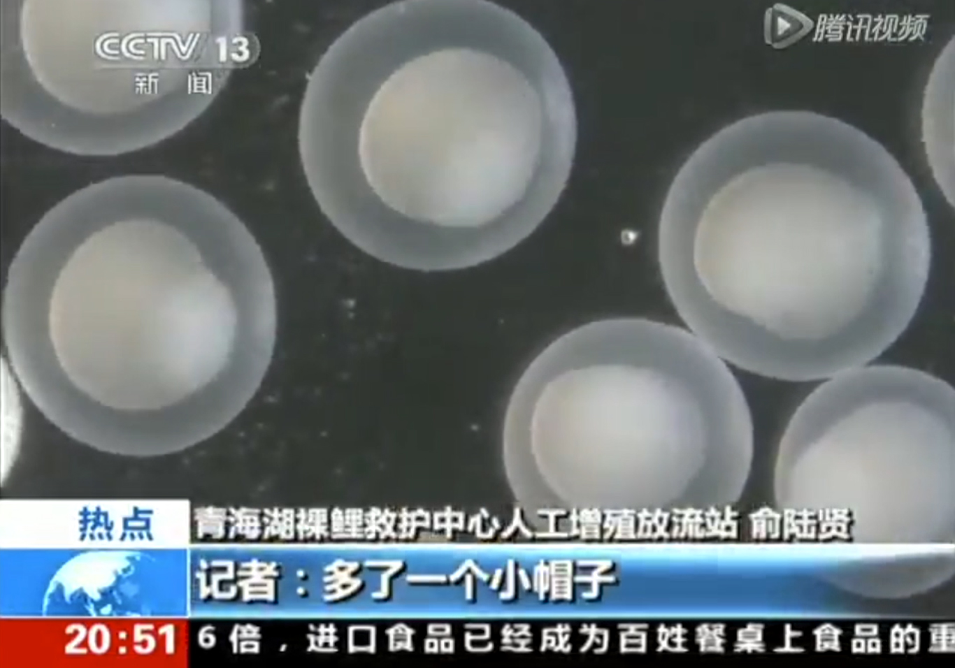 鑫圖TrueChrome II攜手央視見證湟魚寶寶誕生過程